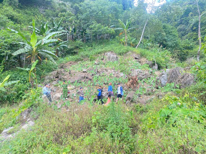 The police force proceeded to remove all the marijuana plants and destroy them according to regulations. Photo: Lao Cai Police