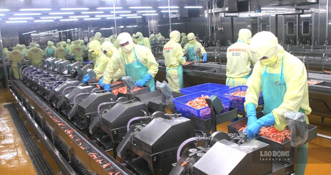 C&agrave; Mau th&aacute;o gỡ kh&oacute; khăn, hướng đến mục ti&ecirc;u xuất khẩu 4 tỉ USD