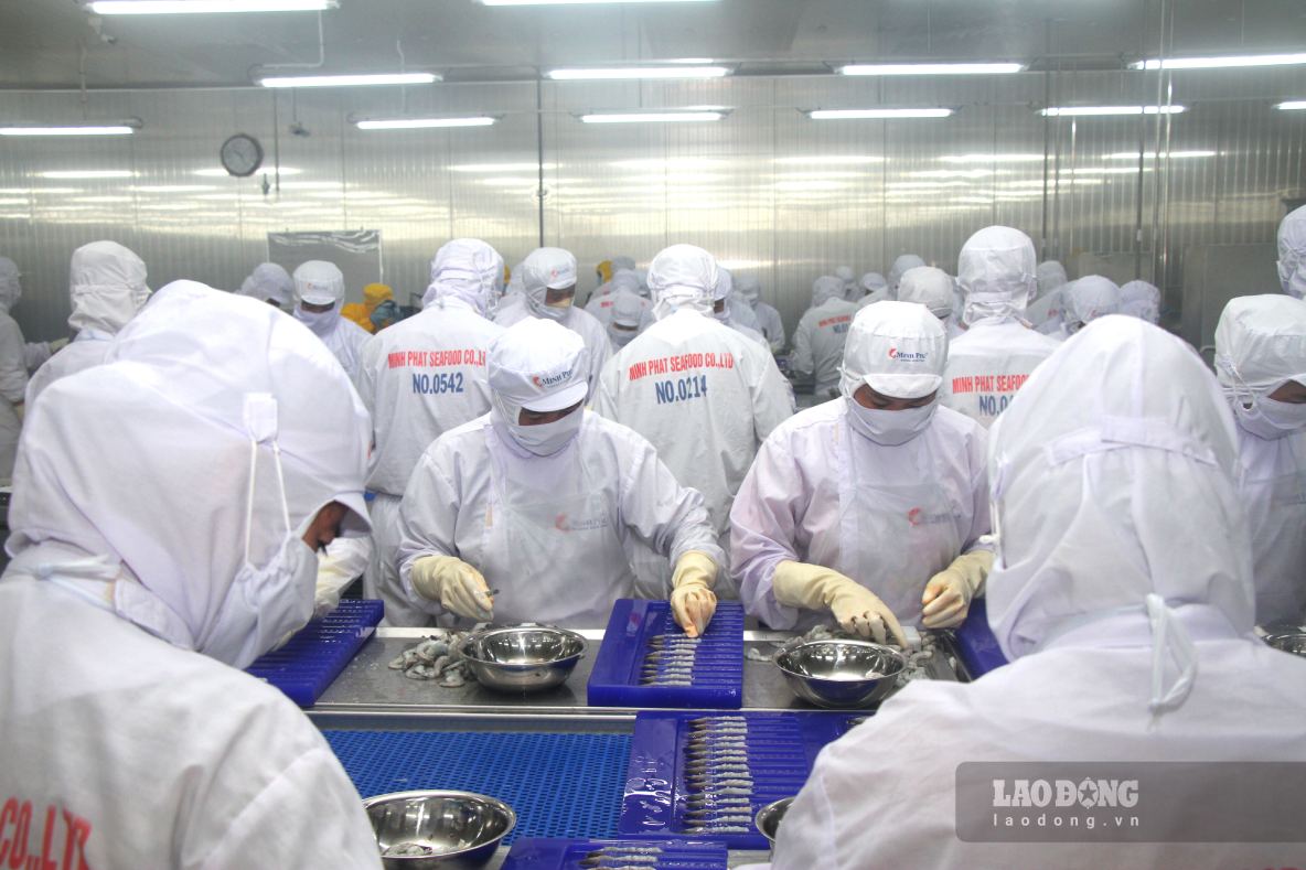 Cà Mau có lợi thế lớn chế biến thuỷ sản xuất khẩu. Ảnh: Nhật Hồ.