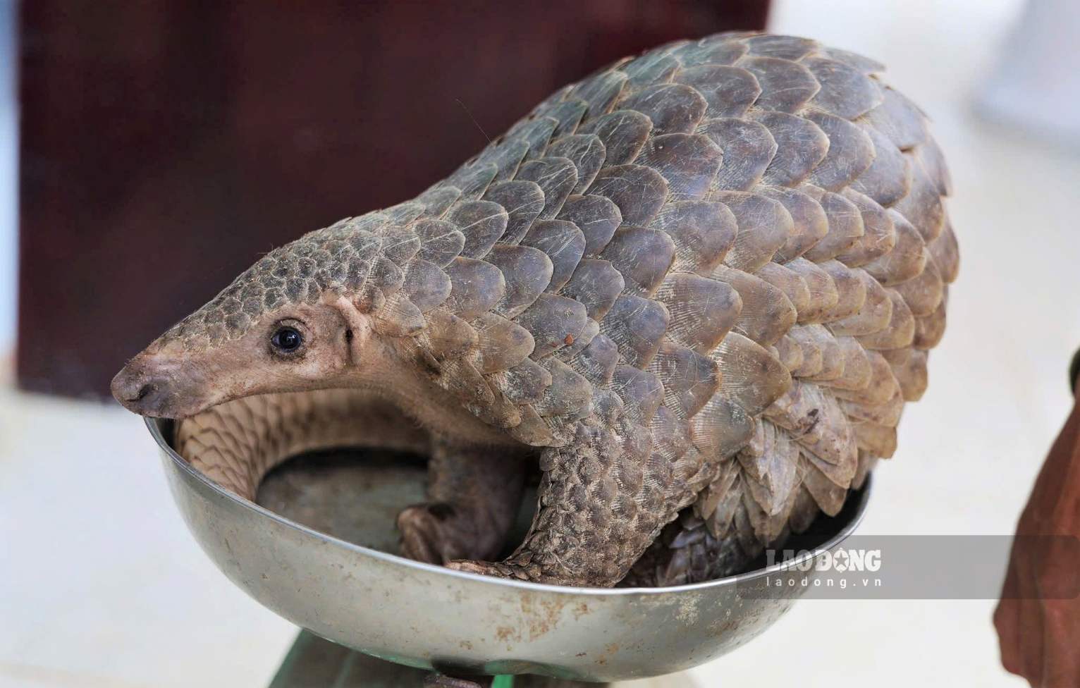 Cá thể tê tê Java quý hiếm nặng 4,3kg do ông Việt giao nộp cơ quan chức năng. Ảnh: Phúc Khánh