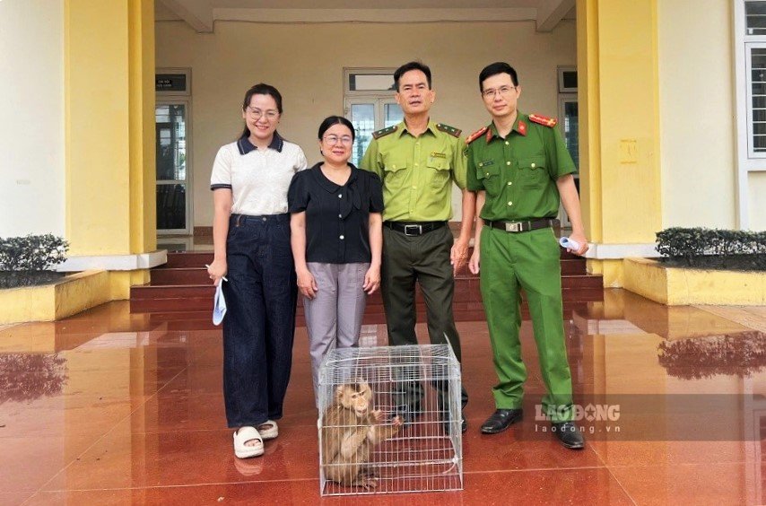 Functional agencies of Nam Gia Nghia ward receive a golden monkey individual handed over by people. Photo: Nguyen Nam