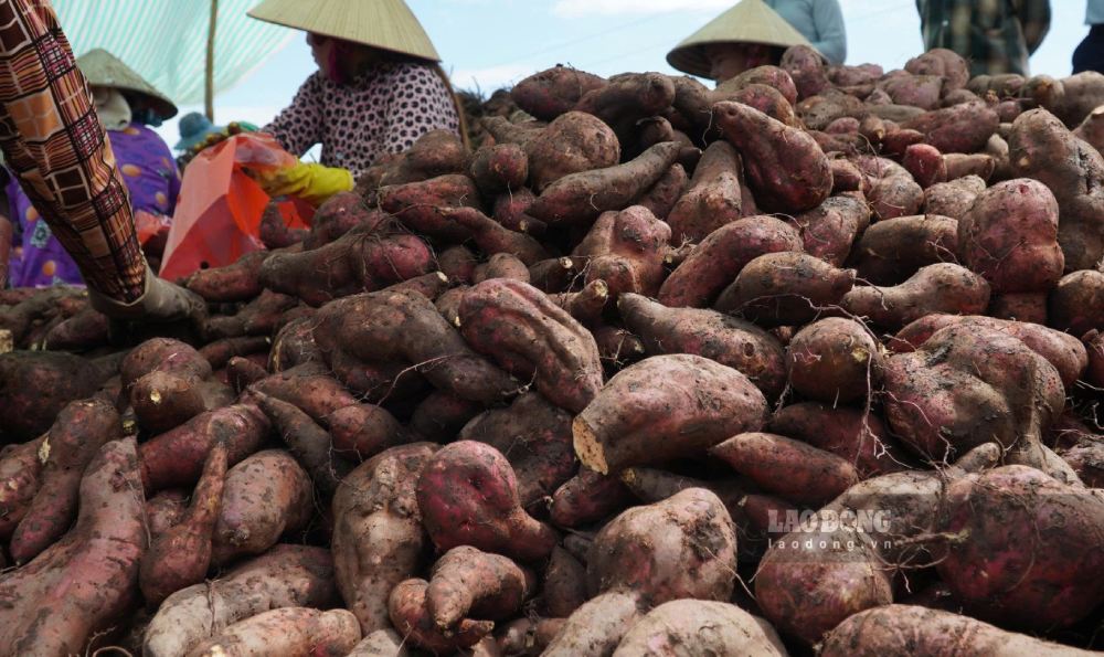 Farmers in Long Thanh commune (An Giang) have a bumper sweet potato crop but prices have fallen. Photo: Nam Phuong