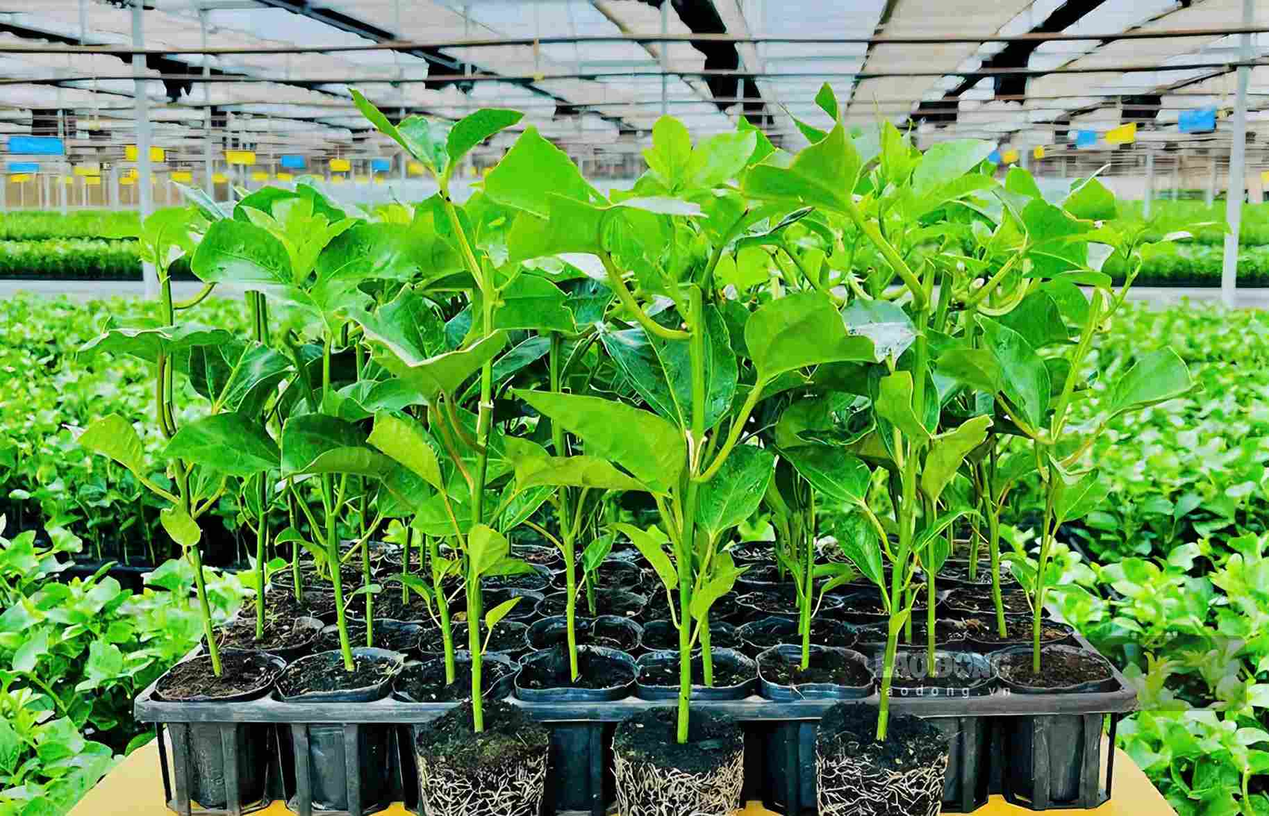 Chanh dây đang làm mô hình sản xuất mang lại hiệu quả kinh tế cao cho người dân xã Bảo Lâm 5. Ảnh: Phúc Khánh 
