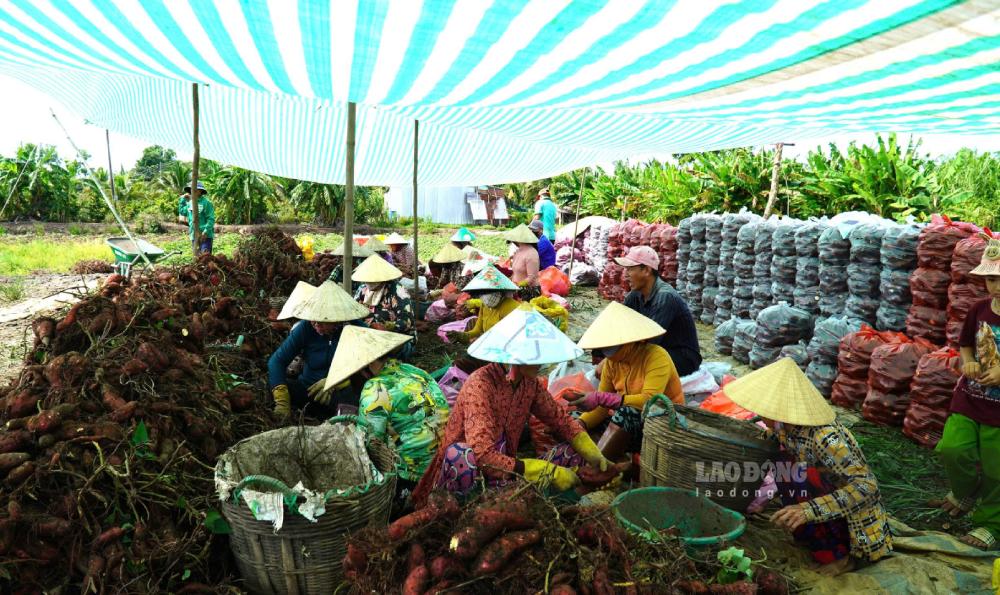 Trúng mùa khoai lang nhưng rớt giá, nông dân đành bán lỗ. Ảnh: Nam Phương