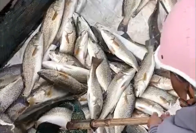 Cá nuôi ở lồng bè của người dân trên sông Hiếu bị chết. Ảnh: UBND xã Cửa Việt