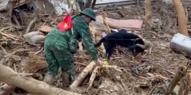 Chó nghiệp vụ tham gia tìm kiếm người mất tích tại xã Mường Than, Lai Châu. Ảnh: Dân Chủ/Báo Biên phòng