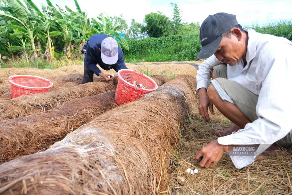 The draft Law amending and supplementing a number of articles of the Law on Environmental Protection is expected to continue to promote circular economy development. Photo: Phong Linh