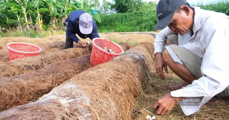 On July 20, a seminar "Amendment to the Law on Environmental Protection: Opening up great opportunities for green agriculture" took place