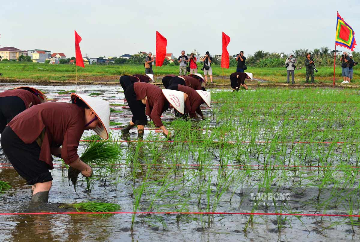 Rice planting contest on the rice field in front of Coc communal house. Photo: Doan Hung