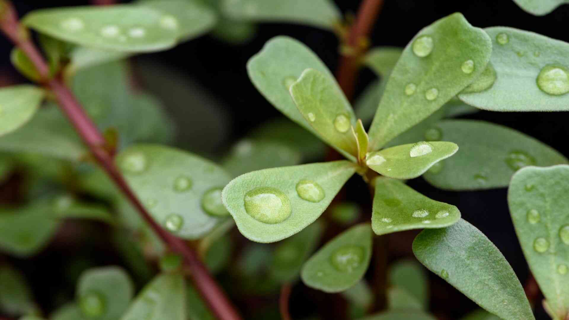 Purslane is one of the foods containing calcium that can help protect bones and joints for the elderly. Photo: Canva