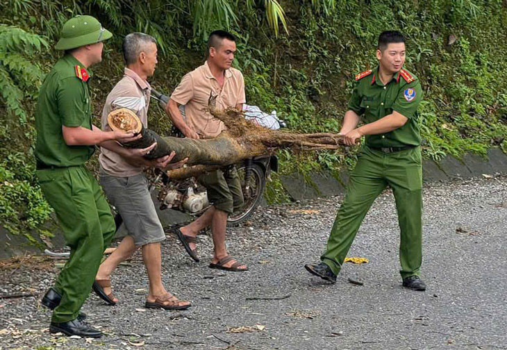 Công an xã Cát Thịnh phối hợp với Nhân dân xử lý cây đổ ra đường