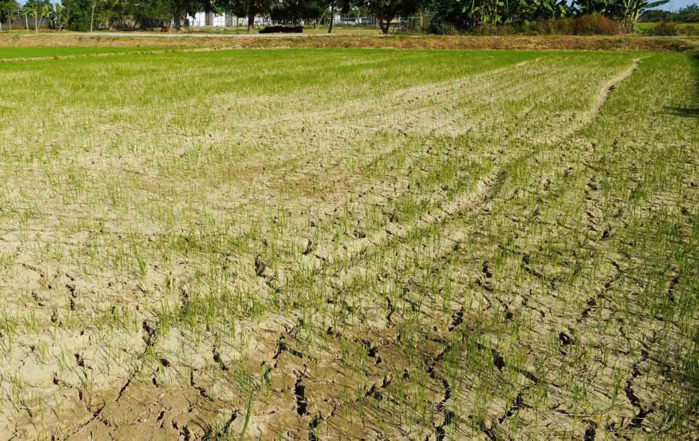 Prolonged intense heat, many rice areas in Nghi Loc commune (Nghe An) lack water. Photo: Ngoc Anh