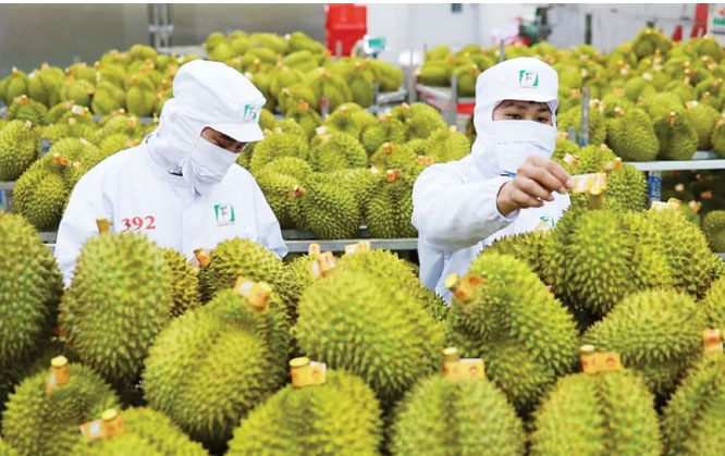 Bộ Nông nghiệp và Môi trường đã áp dụng thí điểm truy xuất nguồn gốc quả sầu riêng. Ảnh: NNMT.