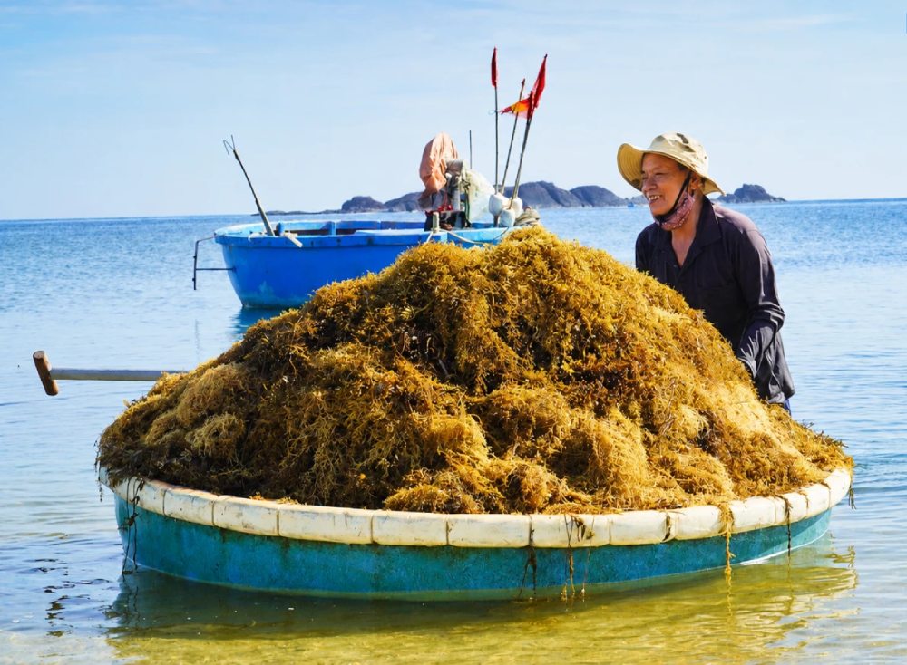 This year, seaweed is in season and priced well, helping Quang Ngai fishermen have a high income. Photo: Dong Giang