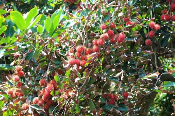 Những loại trái cây thơm ngon được thưởng thức ngay tại vườn. Ảnh: Phong Linh