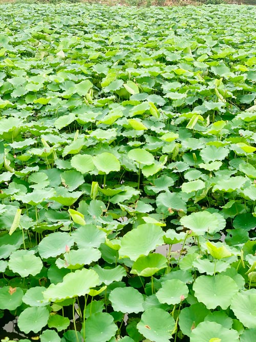 Hanoi's lotus pond is truly precious gems in the middle of summer. Photo: Ky Lam