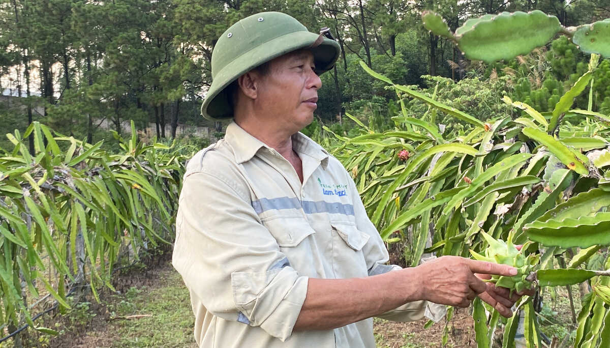 Theo ông Đạo, thanh long đầu mùa chín tới đâu có khách đặt mua tới đó.
