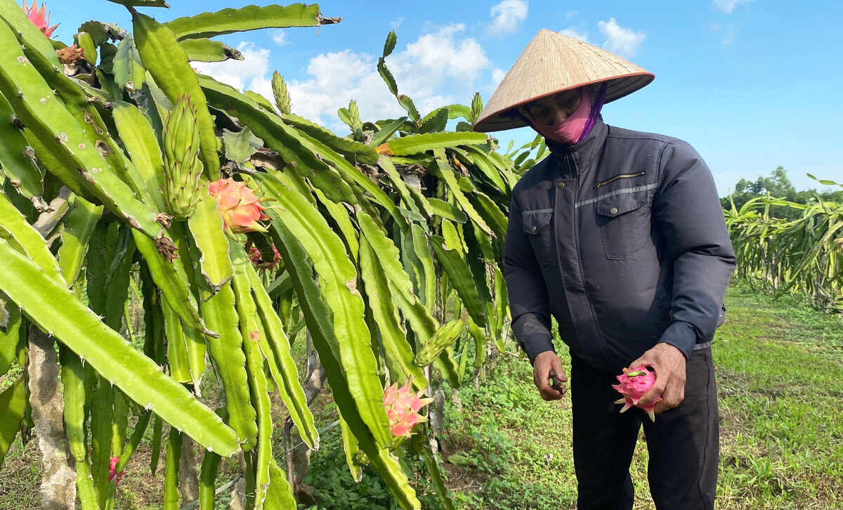 A principios de temporada, muchos clientes ya han pedido pitahaya de pulpa roja en Uong Bi, Quang Ninh, la oferta no satisface la demanda. Foto: Nguyen Hue