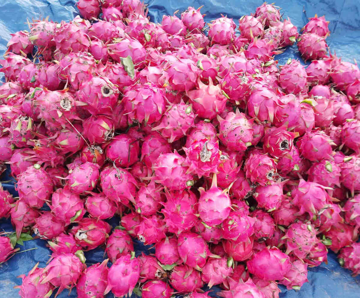 Thanh long ruột đỏ vị ngọt, quả to.