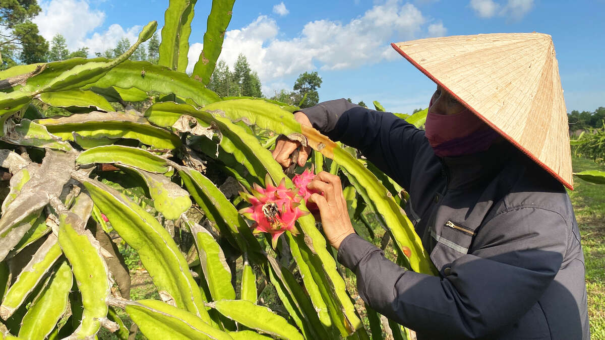 Thanh long được thu hái để bán cho khách.