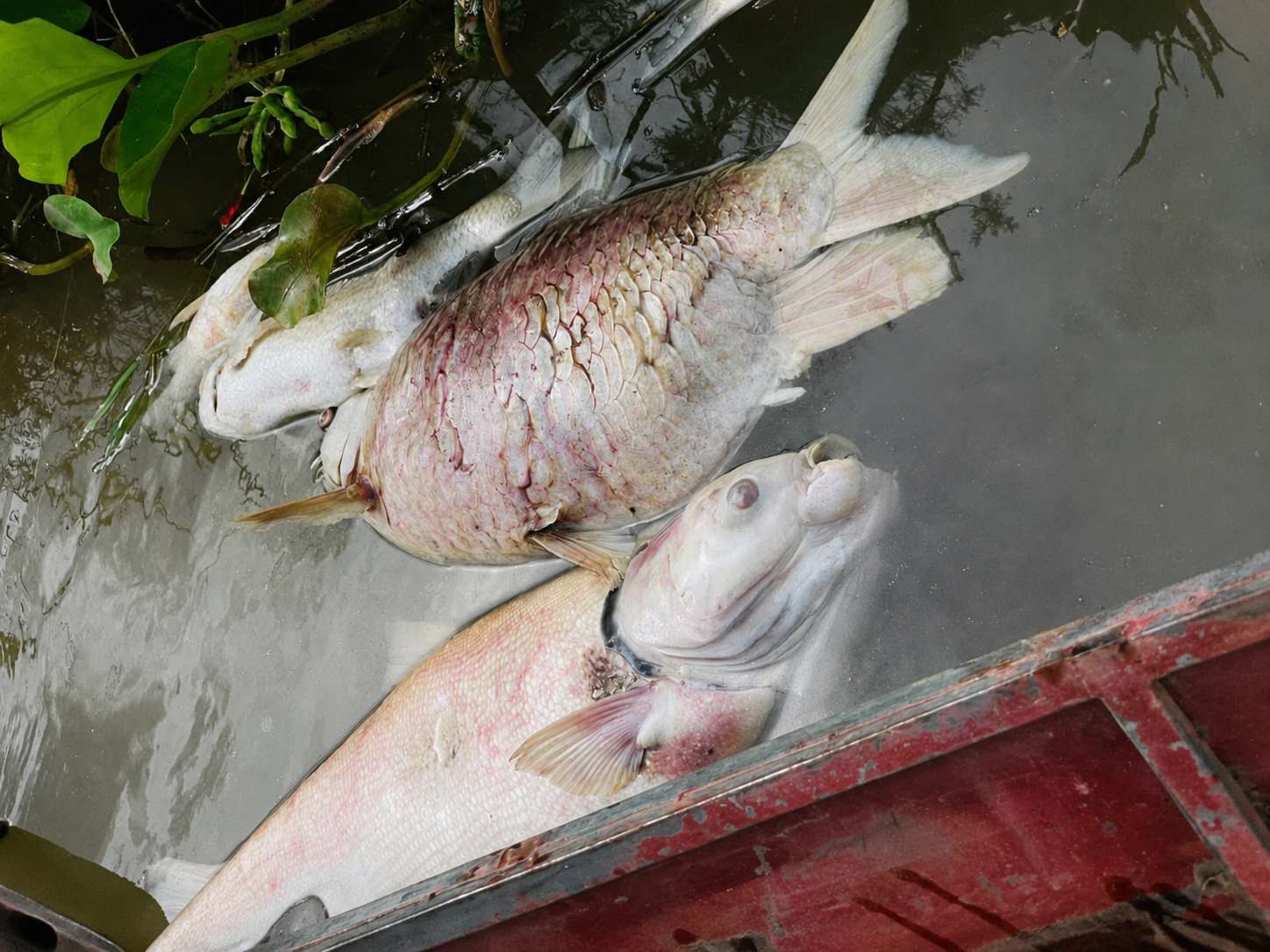 Dead fish in the Lam River area passing through Canh Trap village, Tam Thai commune, Nghe An province. Photo: Xuan Hung