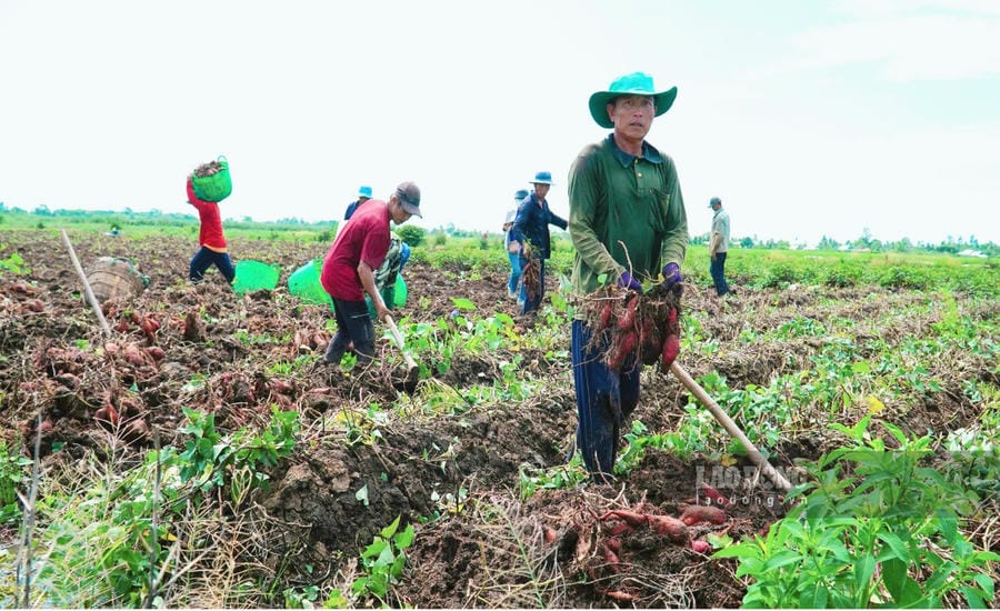 Farmers in Long Thanh commune (An Giang) harvest sweet potatoes. Photo: Nam Phuong