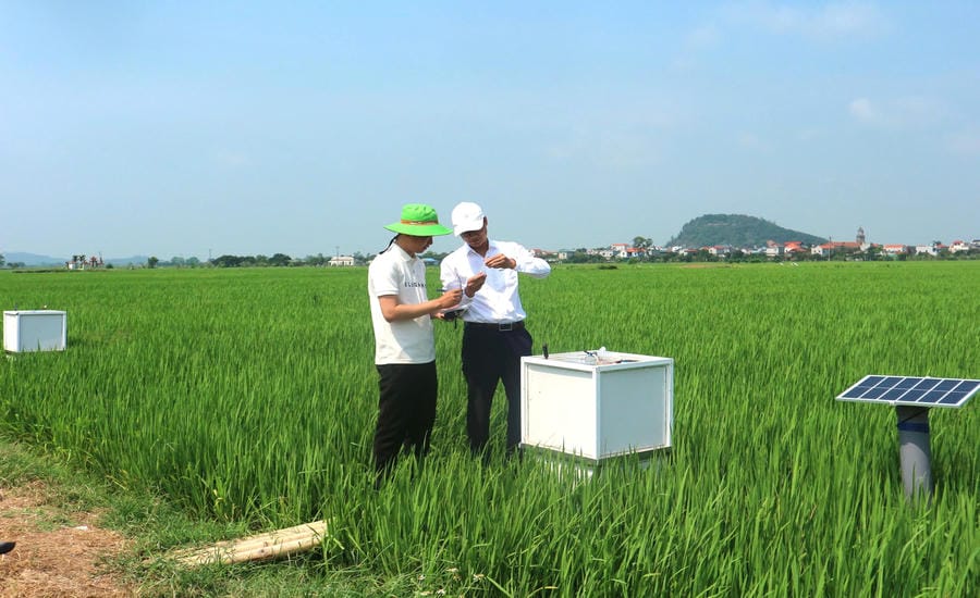 Emission-reducing rice farming model in some localities. Photo: Dr. Vu Duy Hoang provided