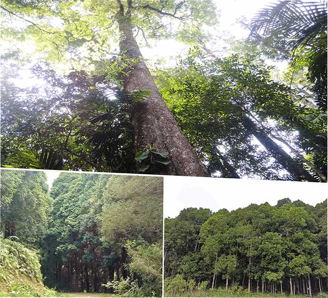 Lao Cai promotes propaganda and raises community awareness about forest protection and environmental protection. Photo: Lao Cai Provincial e-Portal