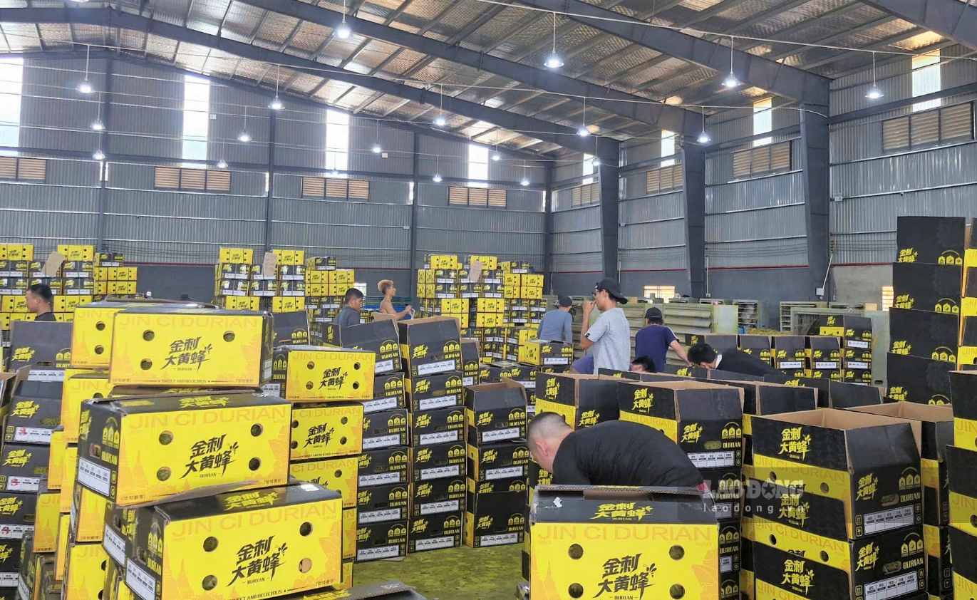Doanh nghiệp đóng gói xuất khẩu sầu riêng qua thị trường Trung Quốc tại xã Đạ Huoai (Lâm Đồng). Ảnh: Phúc Khánh