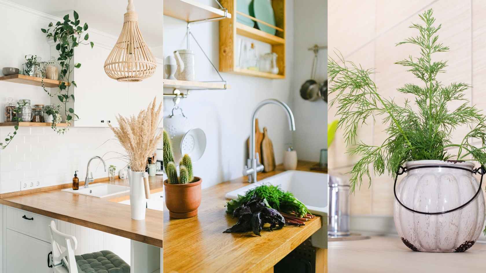 Types of plants to plant in the kitchen to keep the space fresh. Graphics: Ha May/Source Canva