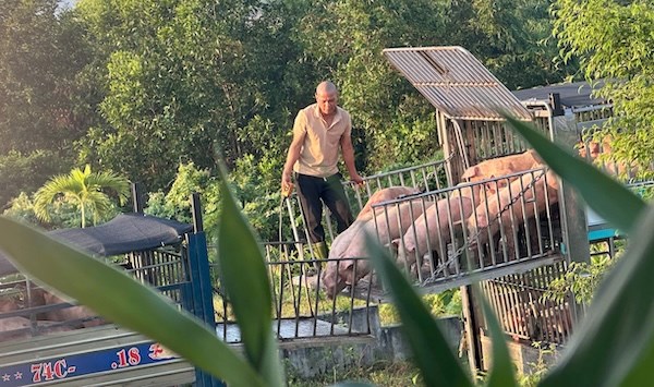 Diseased pigs are transported from other provinces to Quang Tri to be sold to slaughterhouses. Photo: Provided by Quang Tri Provincial Police