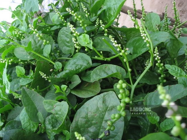 Malabar spinach is nutritious, but eating too much or in the wrong way can increase the risk of kidney stones. Photo: Ha Le