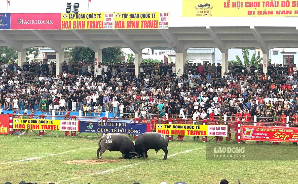 Các kháp đấu vòng loại lễ hội chọi trâu. Ảnh: Hoàng Khôi