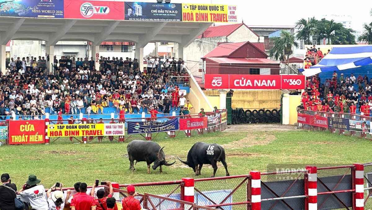 The qualifying round of the traditional Do Son buffalo fighting festival is restored after 8 years. Photo: Hoang Khoi