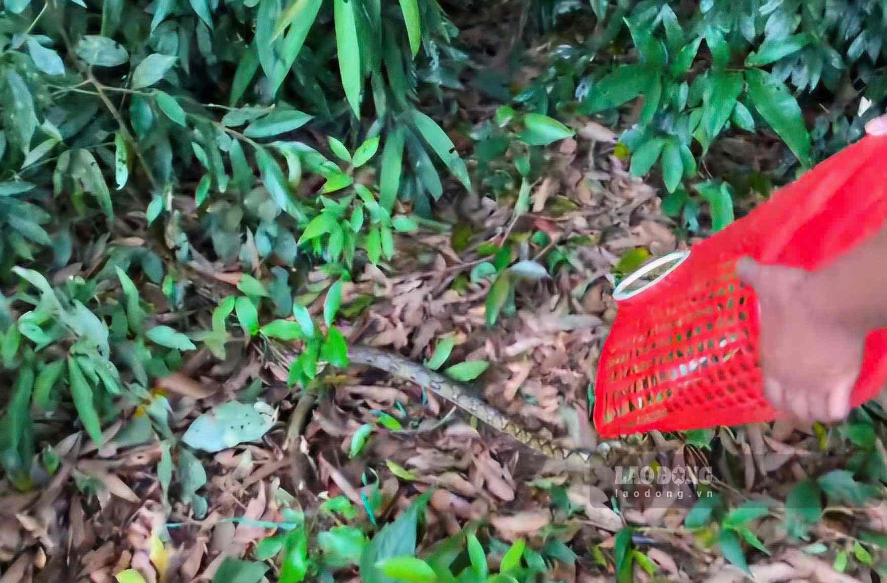 Rare crocodile python re-released to nature. Photo: Than Hy