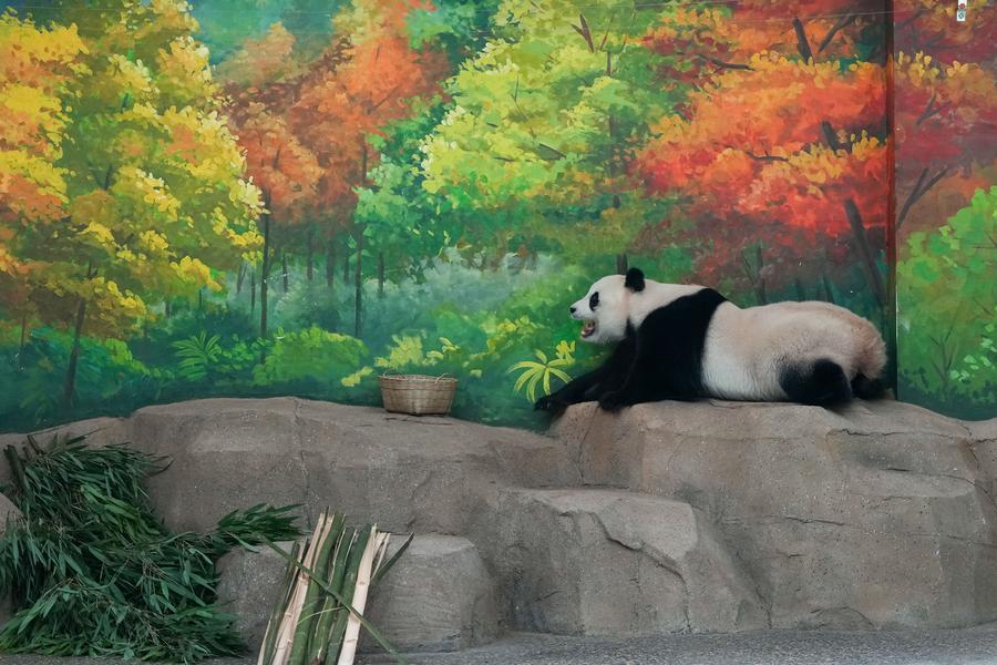 Gấu trúc Bai Tian tại vườn thú Bắc Kinh, Trung Quốc, ngày 15.7.2026. Ảnh: Xinhua