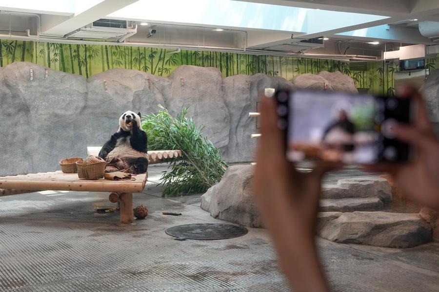Giant panda Meng Lan enjoying bamboo at Beijing Zoo, China, July 15, 2026. Photo: Xinhua