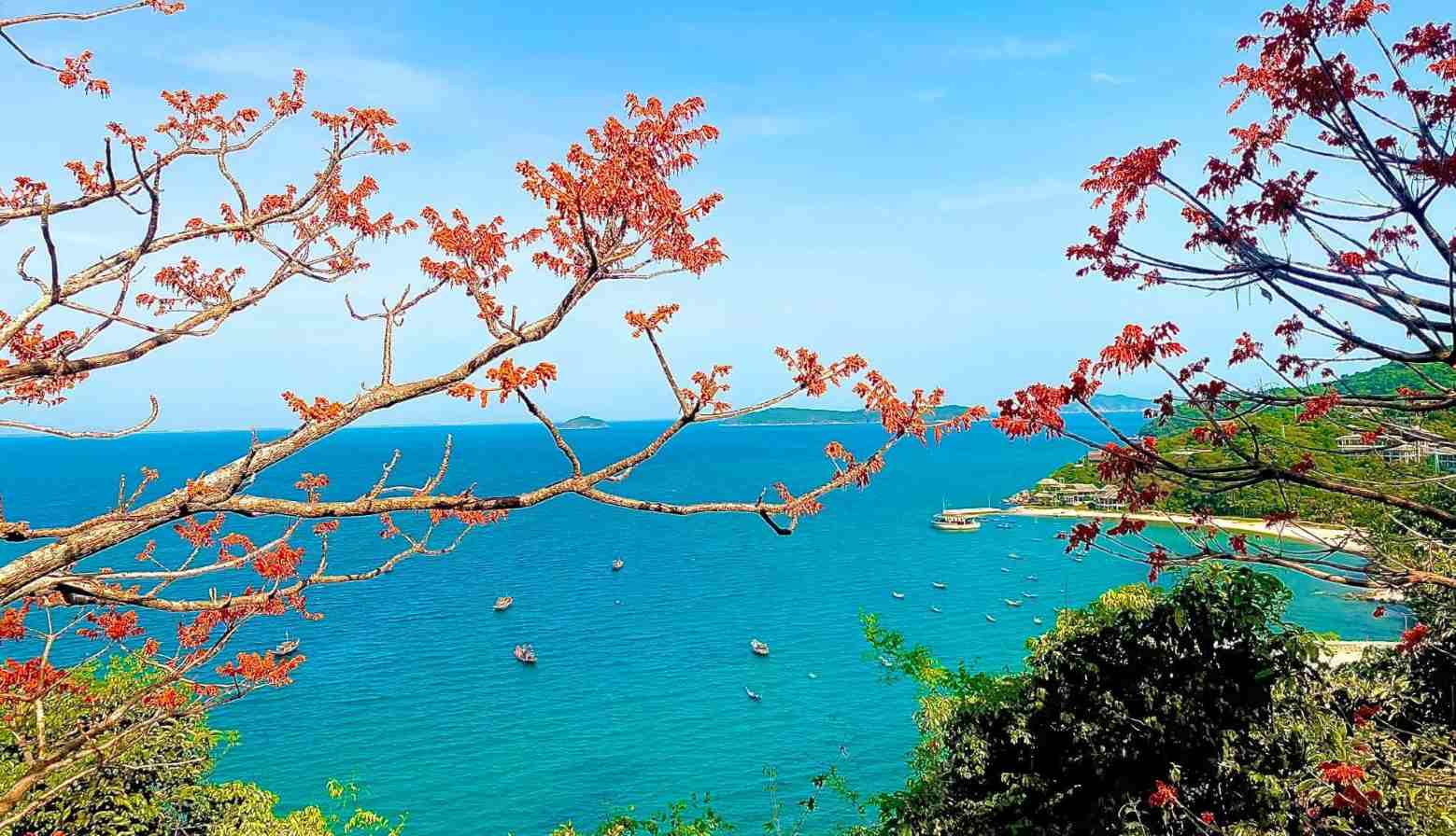 Les fleurs de ngô đồng rouges sur Cù Lao Chàm, commune insulaire de Tân Hiệp, Đà Nẵng, sont en pleine floraison. Photo: Comité d'organisation
