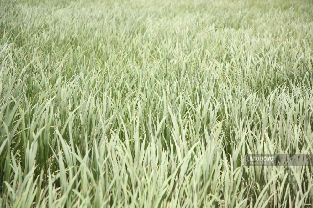 Cây lúa cũng phủ lớp bụi trên lá. Ảnh: Hưng Thơ