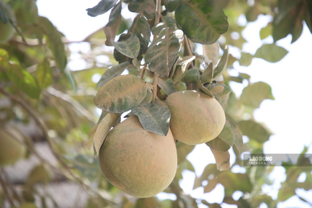 Quả bưởi màu xanh được phủ lớp bụi làm chuyển màu. Ảnh: Hưng Thơ