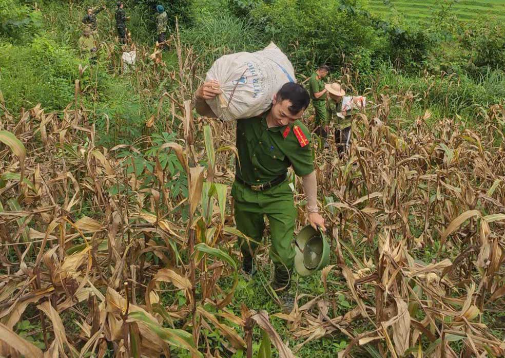 Activities to support agricultural harvesting contribute to spreading the meaning of "Gratitude". Photo: Cao Bang Police