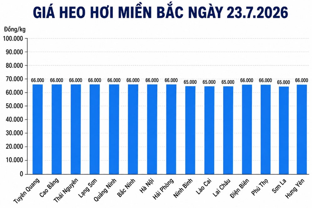 Giá heo hơi hôm nay 23.7 tại khu vực miền Bắc. Đồ họa sử dụng AI