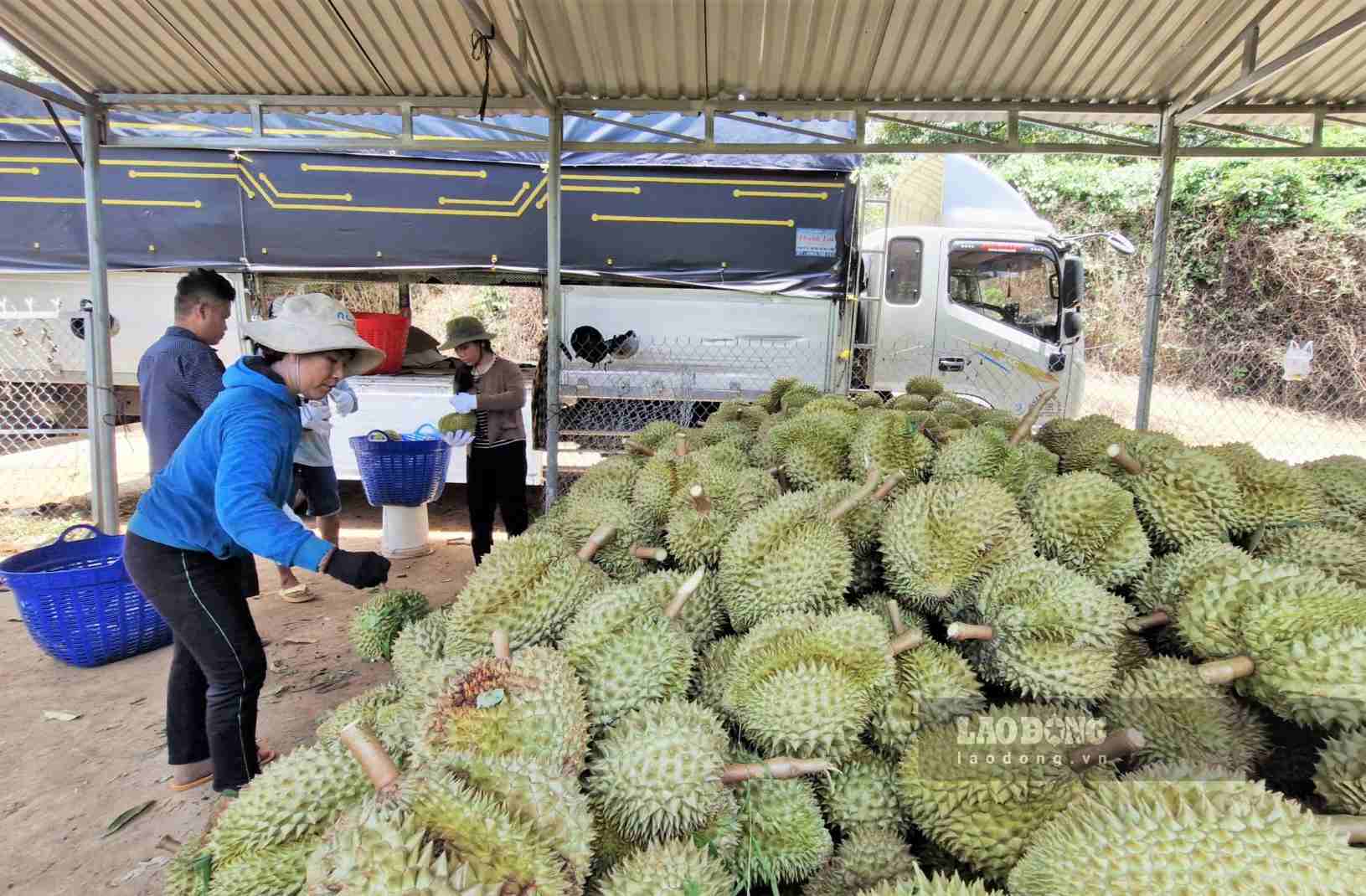 Durian purchasing prices in Da Huoai capital (Lam Dong) are falling sharply. Photo: Phuc Khanh