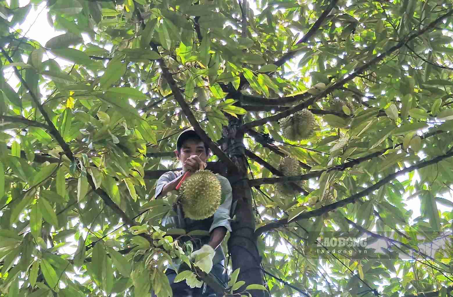 Hiện tại, thủ phủ sầu riêng Đạ Huoai đang bước vào thời điểm thu hoạch cuối vụ. Ảnh: Phúc Khánh 