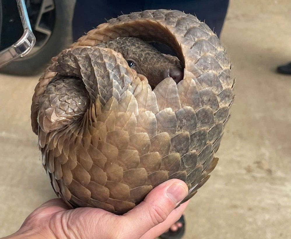Wild pangolins are taken for care and nurturing to be released back to the natural forest. Photo: Duc Nong Commune People's Committee