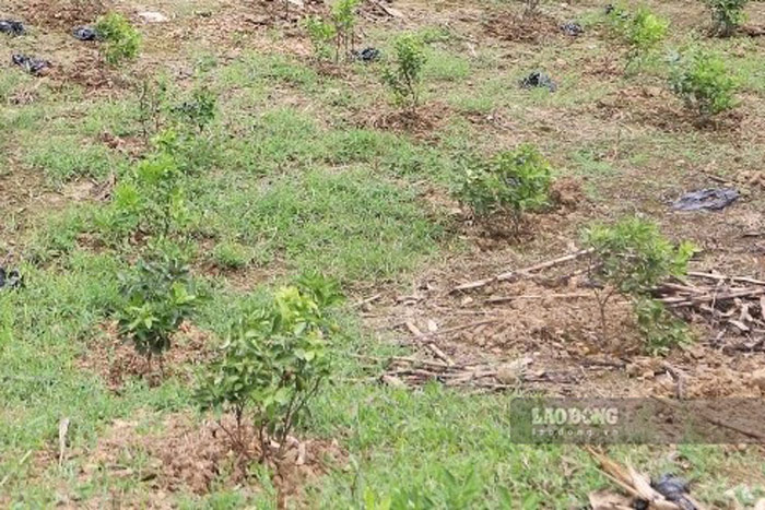 Xuất hiện hành vi trồng cây nhằm trục lợi chính sách bồi thường. Ảnh: Đinh Đại