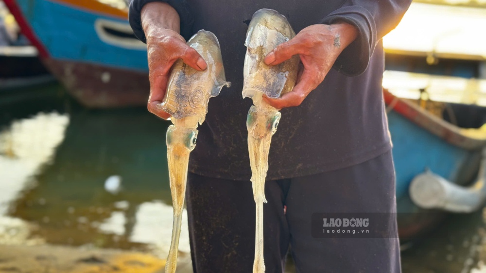 Mực được đánh bắt bằng bẫy mực rất tươi ngon, được nhiều ngư dân ưa thích. Ảnh: Viên Nguyễn