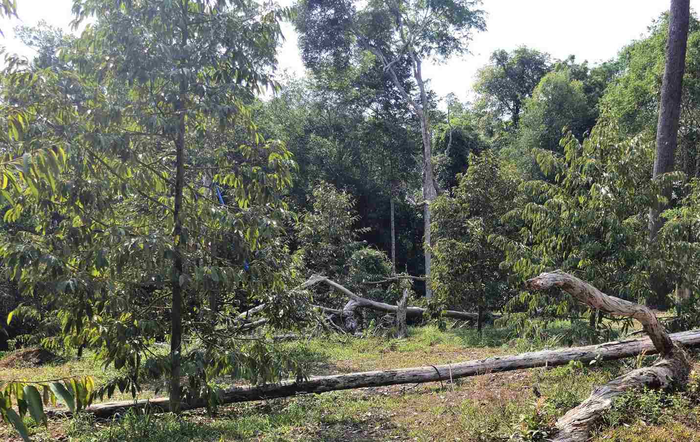 Một vụ phá rừng lấn chiếm đất trái phép xảy ra trên địa bàn xã Bảo Lâm 5. Ảnh: Phúc Khánh