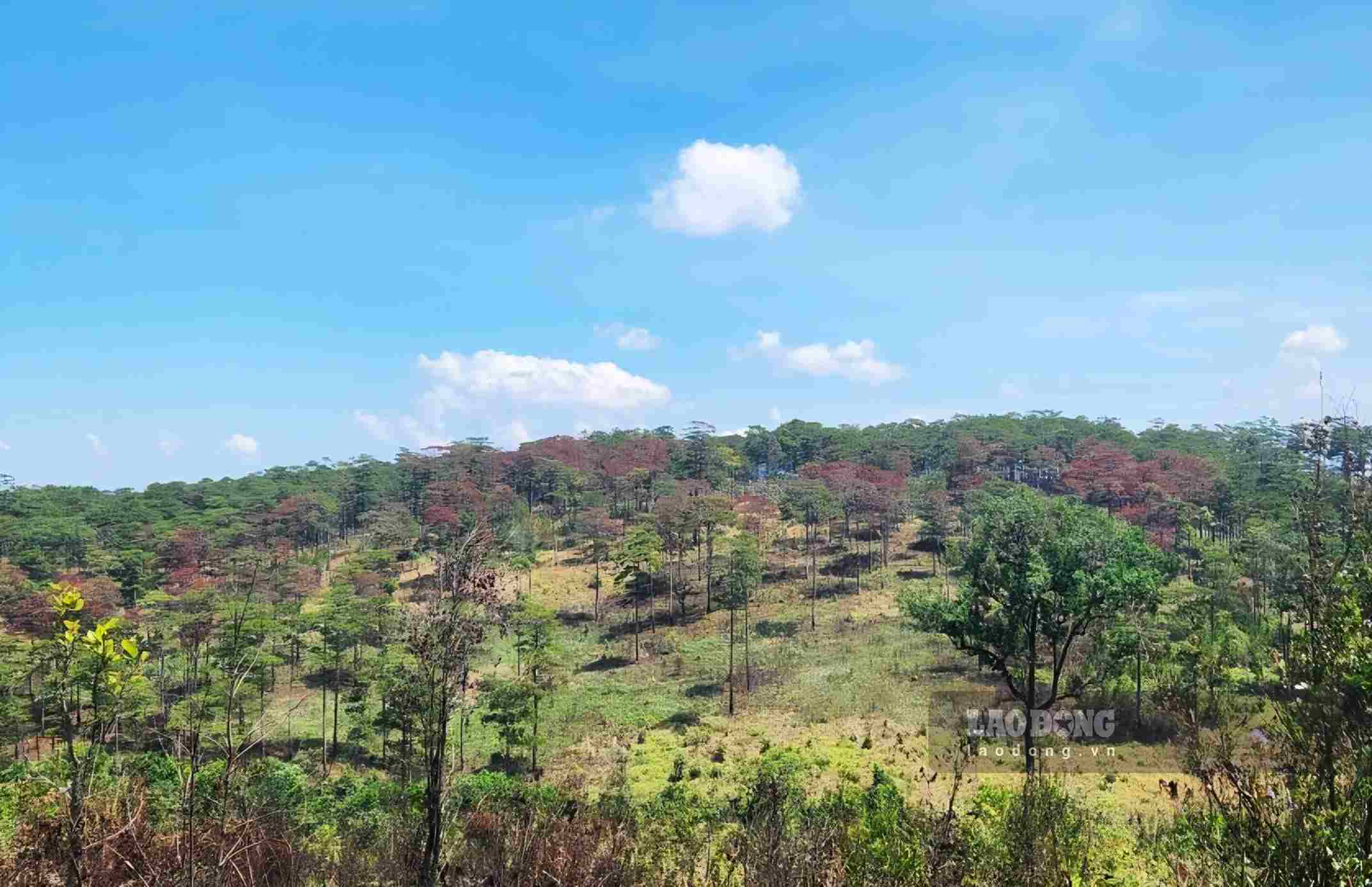 A pine forest poisoning incident occurred in Lam Dong province in early 2026. Photo: Phuc Khanh