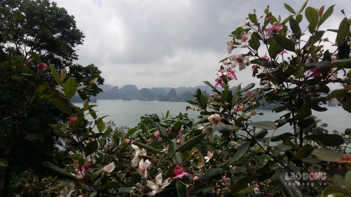 Hoa sim tím ngắt trên đảo Soi Sim, vịnh Hạ Long. Ảnh: Nguyễn Hùng